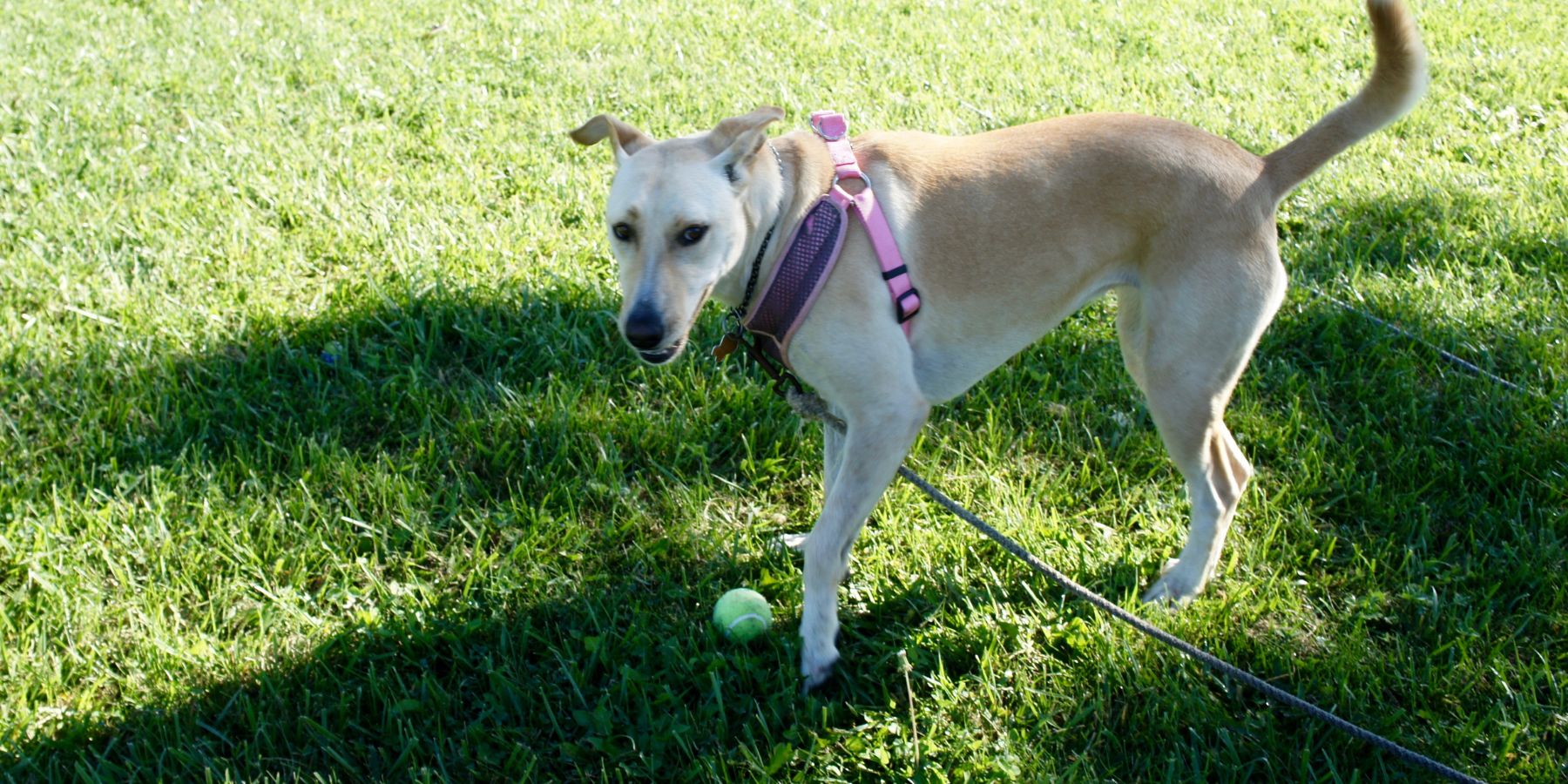 Are Front-Clip Dog Harnesses Effective for Training?